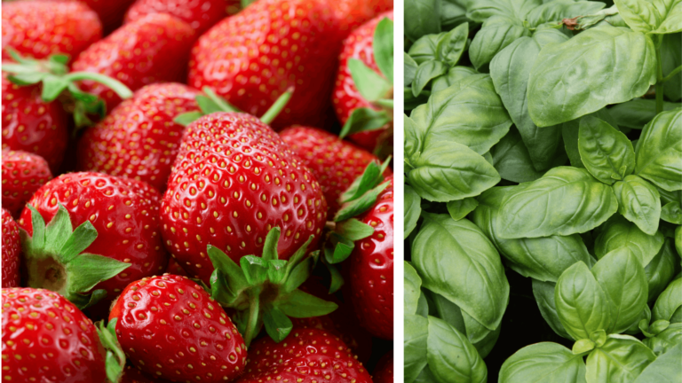 Healthy Vegan Strawberry Basil Ice Cream Recipe 2
 